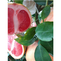 漳州平和红心蜜柚求购 