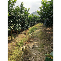 三红蜜柚苗产品图25 