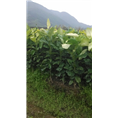 福建柚苗 