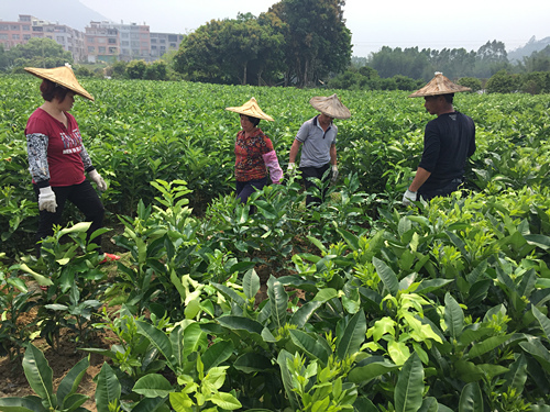 漳州平和哪里的蜜柚比较便宜 
