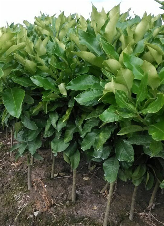 福建三红蜜柚|小苗求购|种植 