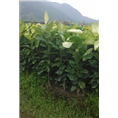 福建漳州哪里有出售三红蜜柚苗 