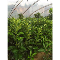 九峰三红蜜柚苗 
