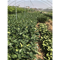 福建蜜柚苗价格|基地 