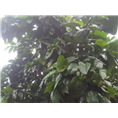 福建平和柚子苗求购|种植 