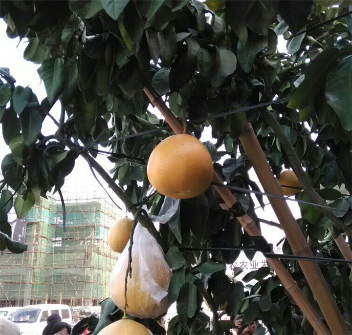 福建柚子苗批发|出售 
