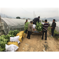 漳州平和柚子苗价格|基地 