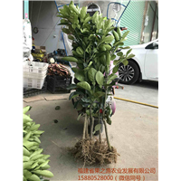 泰国翡翠青柚苗