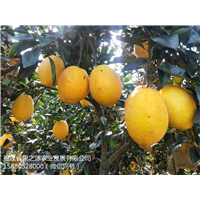 木瓜柚苗