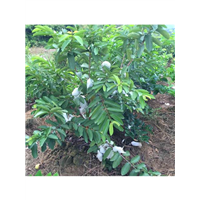平和红心蜜柚苗 