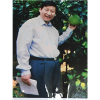 三红蜜柚苗产品图4 