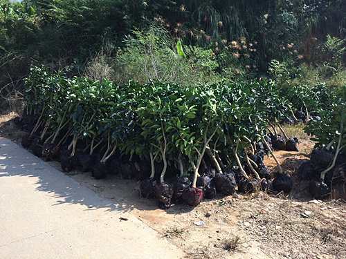 武夷山蜜柚苗 