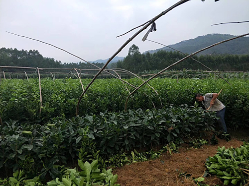 三红蜜柚苗图片14 