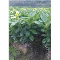 福建漳州哪里的三红蜜柚比较便宜 