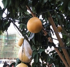 福建柚子苗价格|基地 