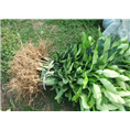 福建漳州三红柚求购|种植 