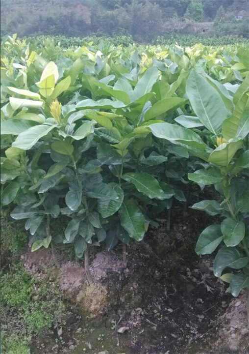 福建漳州蜜柚种植 