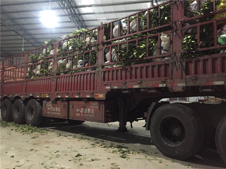 福建漳州红心蜜柚苗批发|出售 