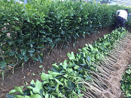 漳州平和蜜柚价格|基地 