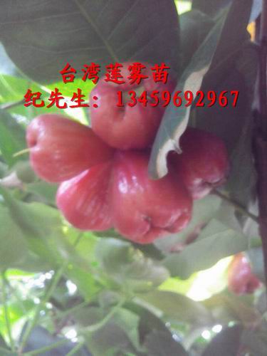 台湾莲雾苗#福建大叶莲雾苗