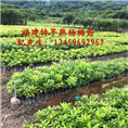 福建杨梅#福建杨梅苗