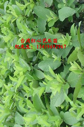 台湾红心芭乐苗