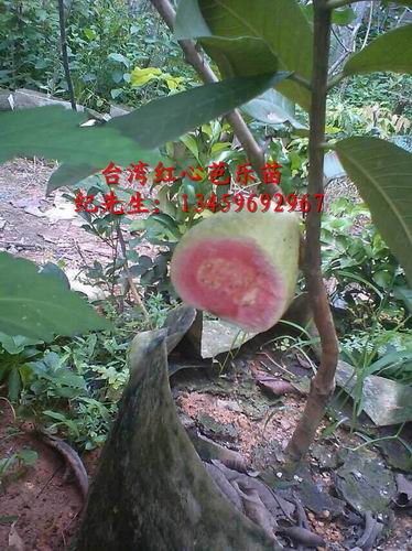 台湾红心芭乐苗
