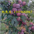 **品种季李#福建**品种季李 