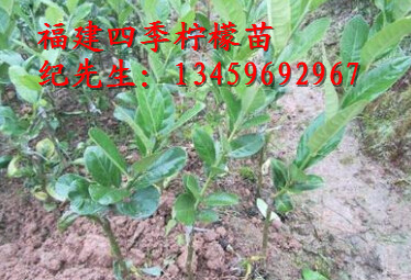 四季柠檬苗#台湾柠檬苗13459692967 