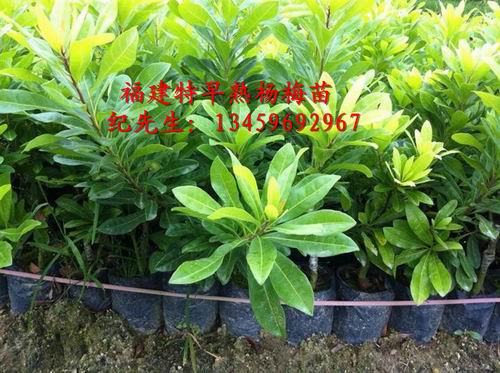 硬丝杨梅苗#福建硬丝杨梅苗