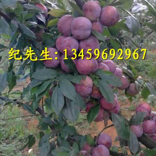 **品种季李#福建**品种季李 