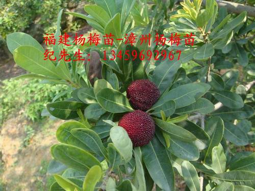 福建东魁杨梅苗#东魁杨梅苗 