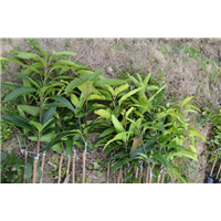 台湾芒果苗、漳州芒果苗、台湾四季柠檬苗 