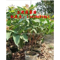 台湾莲雾苗#福建大叶莲雾苗