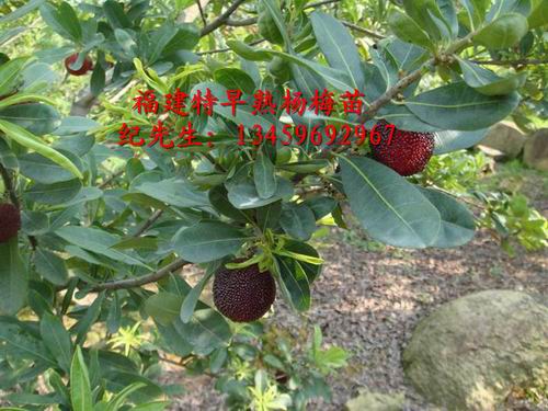 特早熟杨梅苗#硬丝杨梅苗