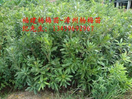 硬丝杨梅苗#福建硬丝杨梅苗
