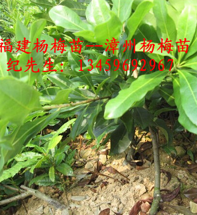 东魁杨梅苗#福建东魁杨梅苗