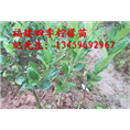 四季柠檬苗#台湾柠檬苗13459692967 
