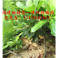 东魁杨梅苗#福建东魁杨梅苗