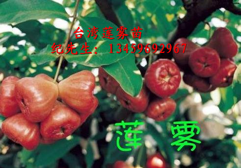 台湾莲雾苗#福建大叶莲雾苗
