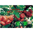 台湾莲雾苗#福建大叶莲雾苗
