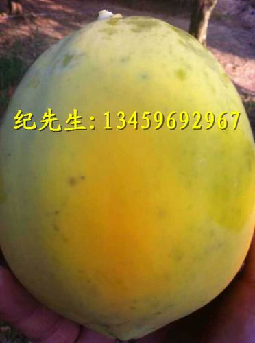 台湾红心木瓜苗