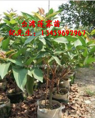 台湾莲雾苗#福建大叶莲雾苗