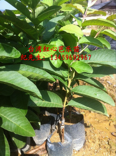 台湾红心芭乐苗