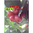 台湾莲雾苗#福建大叶莲雾苗