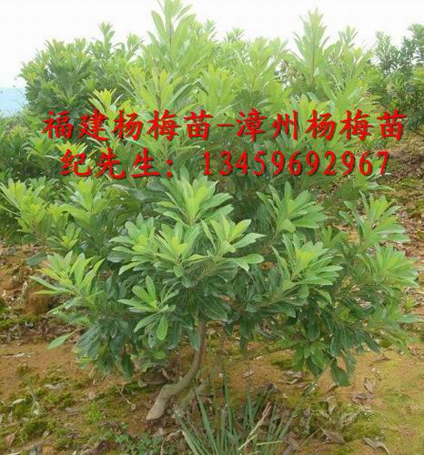 福建东魁杨梅苗#安海早熟杨梅苗