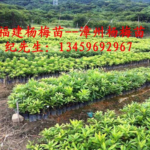 福建杨梅苗#漳州杨梅苗