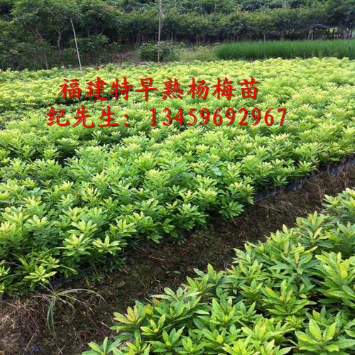 福建杨梅苗#漳州杨梅苗