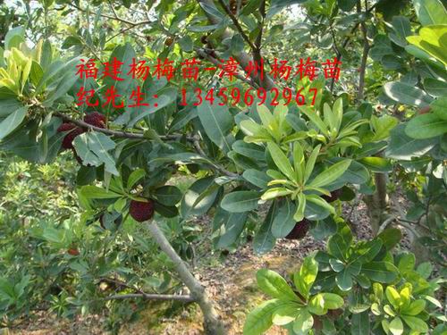 漳州杨梅苗#安海特早熟杨梅苗 