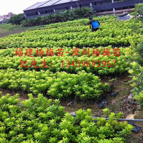 福建杨梅#福建杨梅苗